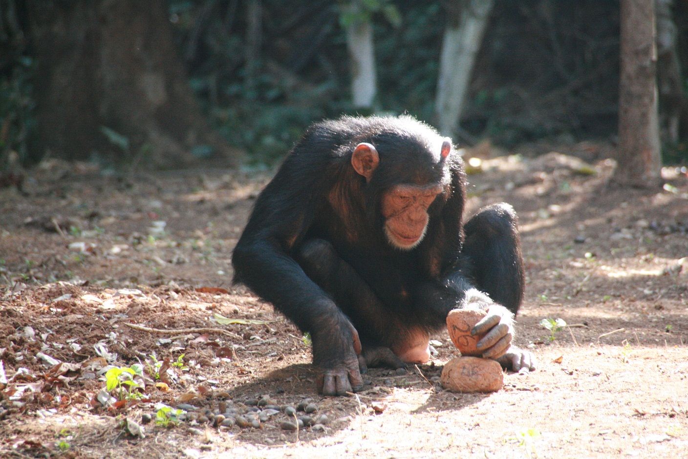 New comment piece published by Lab members and colleagues: Chimpanzee ...