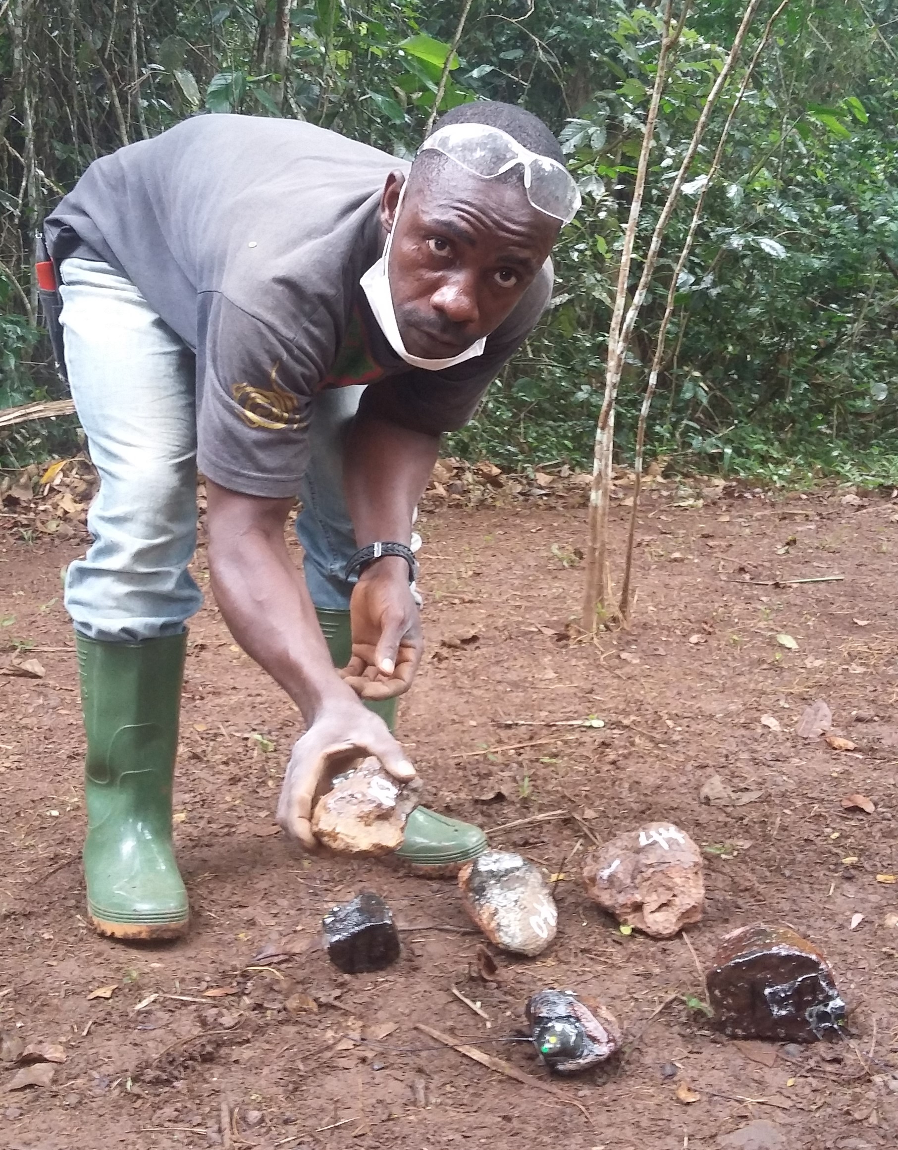 Bossou field assistant Gouanou Zogbila photographed holding a GPS-tracked stone tool used by chimpanzees for nut-cracking