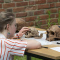 An undergraduate Archaeology and Anthropology student examining fossil hominin skull casts during a practical teaching session taught by Susana Carvalho and René Bobe in Trinity Term 2021, photo by Ian Cartwright