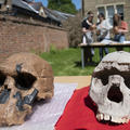 Fossil hominin skull casts of Homo rudolfensis (left) and Homo ergaster (right) used during an undergraduate Archaeology and Anthropology practical teaching session taught by Susana Carvalho and René Bobe in Trinity Term 2021, photo by Ian Cartwright