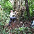 Katarina Almeida-Warren recording chimpanzee stone tool sites in Bossou Forest, Guinea Conakry