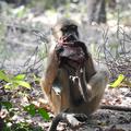 A juvenile baboon eating bushbuck meat after a kill by an adult male in Gorongosa National Park, photo by Philippa Hammond
