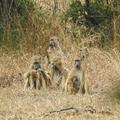 The Baboons of the Urema Rift, in Gorongosa National Park, Mozambique