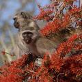 Vervet Monkeys feeding on the flowers of the Flame Creeper (Combretum microphyllum) in Gorongosa National Park - photograph by Lee Bennett