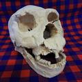 Homo heidelbergensis Skull Atapuerca 5
