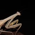 A close-up image of an insect in Gorongosa National Park (what appears to be a mantis), photographed during the Oxford-Gorongosa Paleo-Primate Field School 2018