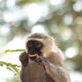 A close-up of a vervet monkey eating a scrap of food held between two hands