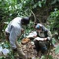 Suana Carvalho measuring chimpanzee stone tools in the forest of Bossou, photo by Jules Doré