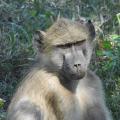 Paleo-Primate Project, Gorongosa - Baboon, season 2018. Photo by René Bobe