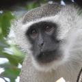 Vervet monkey (Chlorocebus pygerythrus). Gorongosa National Park, Mozambique.