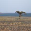 View of Lake Turkana. Photo by René Bobe.