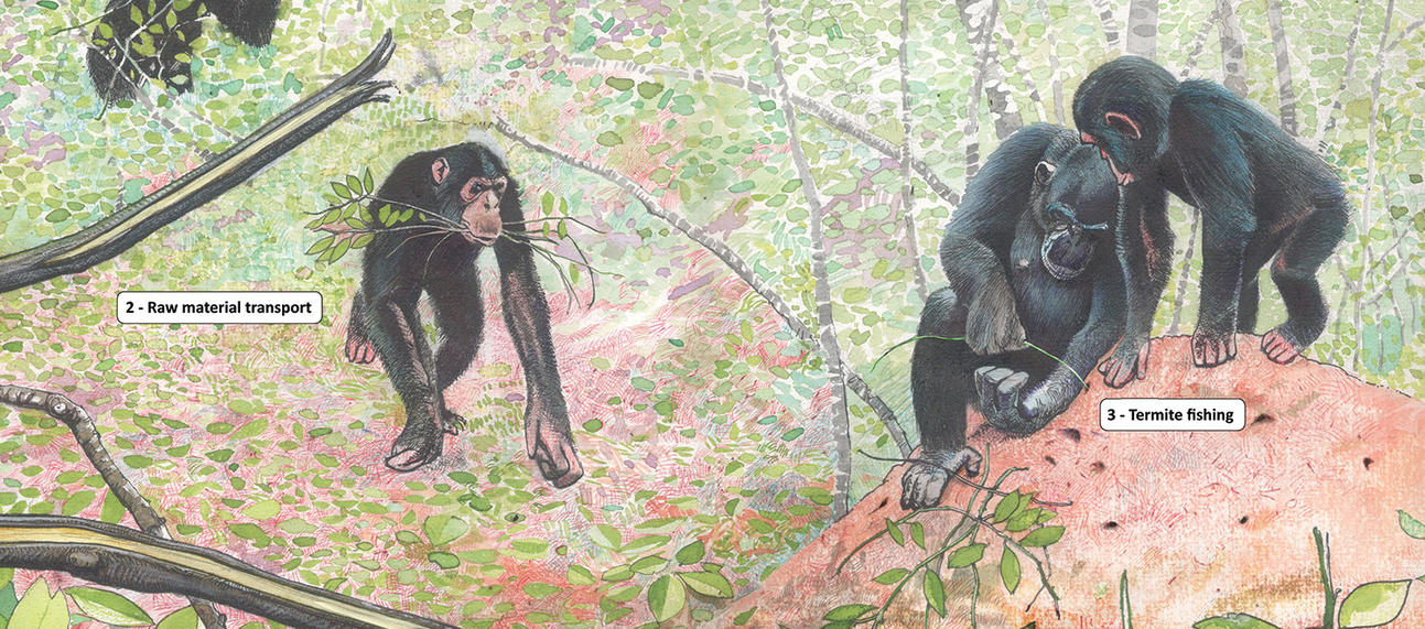 Illustration of raw material sourcing for termite-fishing tools by wild chimpanzees, created by Luis da Silva, published in Pascual-Garrido & Almeida-Warren (2021)