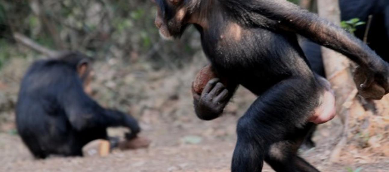 Joya, a young female chimpanzee, walking bipedally while carrying a pair of stone tools (anvil and hammer). Photo by Jules Doré. 