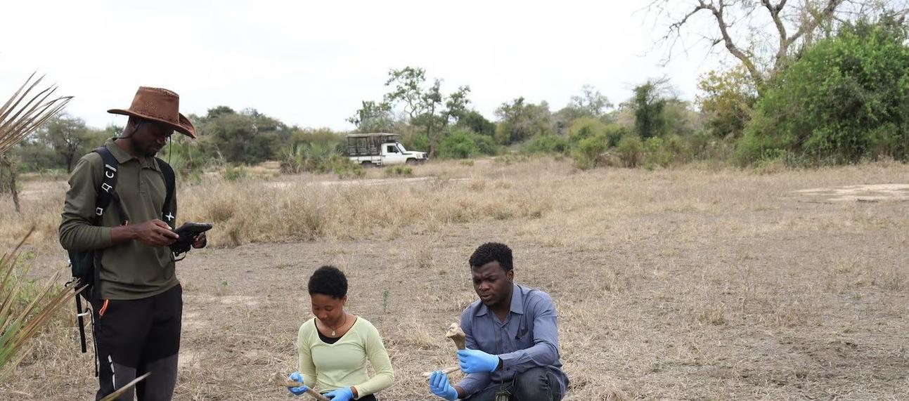 Jacinto Mathe (left) collecting hartbeest bones in Gorongosa National Park, Mozambique with Gorongosa interns Helma Essupa and Francisco Capece. Photo: Arquimedes André