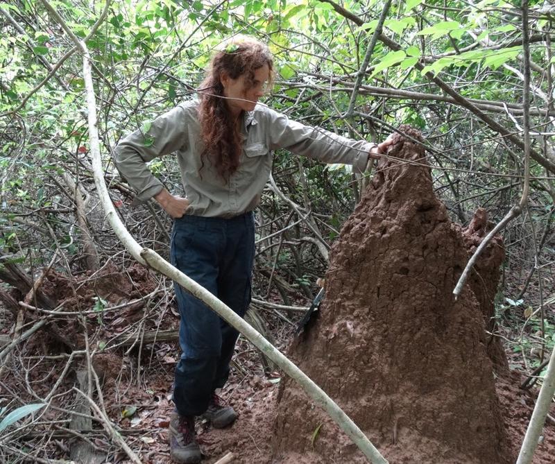 Alejandra Pascual-Garrido next to a mound of Pseudacanthotermes spiniger - image from Pascual-Garrido, A., Scheffrahn, R. 2020. Dietary Stasis: Four decades on, Mahale chimpanzees still favour Macrotermes. Pan Africa News.