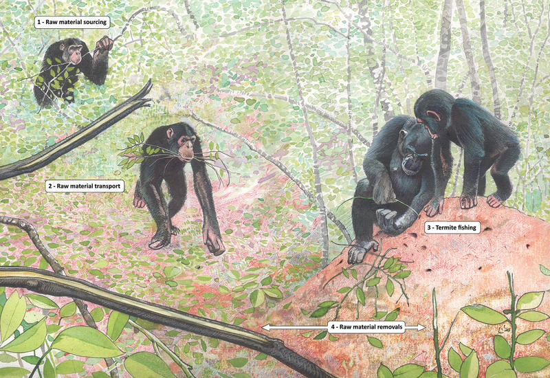 Illustration of raw material sourcing for termite-fishing tools by wild chimpanzees, created by Luis da Silva, published in Pascual-Garrido & Almeida-Warren (2021)