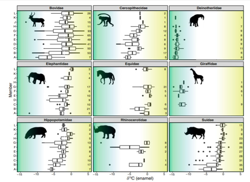 Figure from Negash et al., 2020 - box and whisker plots of δ13C values for the fossil tooth enamel data from Shungura Formation across nine mammalian families