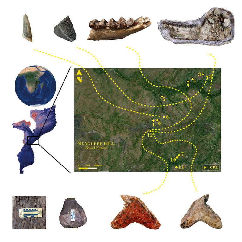 Graphical abstract from the iScience publication by Bobe and colleagues (2023): The first Miocene fossils from coastal woodlands in the southern East African Rift