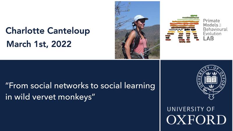 Primate Conversations with Charlotte Canteloup - 1st Mar 2022: "From social networks to social learning in wild vervet monkeys"