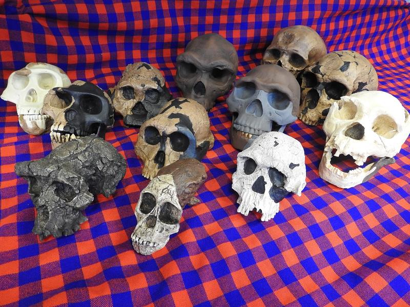 A collection of twelve fossil hominin skull casts, photographed against a blue and red checked background