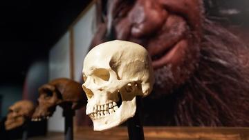 A modern human cranium besides other hominin crania, in front of an image of a Neanderthal reconstruction displayed in the London's Natural History Museum - image from BBC Radio 4's 'Start the Week: Human ingenuity and shared inheritance' promo