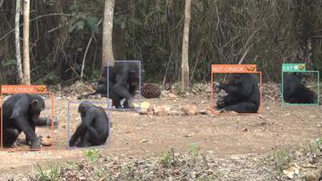 Using artificial intelligence models to identify chimpanzee behaviours in the wild: chimpanzees performing various behaviours including nut-cracking and eating which are recognised and labelled