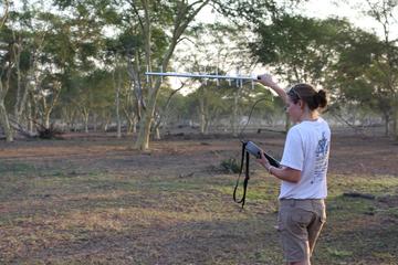 Philippa Hammond photographed in Gorongosa National Park during the field season of 2019, downloading collared baboon GPS tracking data using antenna