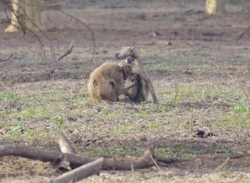 Two adult baboons wearing GPS collars and grooming each other on the floodplains of Gorongosa National Park, Mozambique (photo by Lynn Lewis-Bevan)