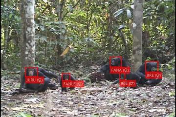 Chimpanzee face detections and recognition extracted from raw video correctly identifying the chimpanzees Juru, Fanle, Fana, Jeje, and Jire as shown by red boxes around their faces and name's labels