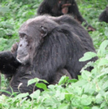 Tofu, an adult male chimpanzee at Kanyawara in Kibale National Park, Ugalla