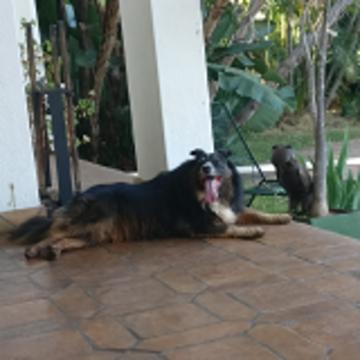 Philippa's running buddy: Charlie the dog, pictured here happily laying down outside with her tongue out