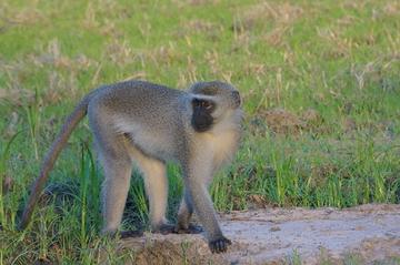 Adult male vervet monkey, Sorriso, in Gorongosa National Park, Mozambique (photo by Megan Beardmore-Herd)