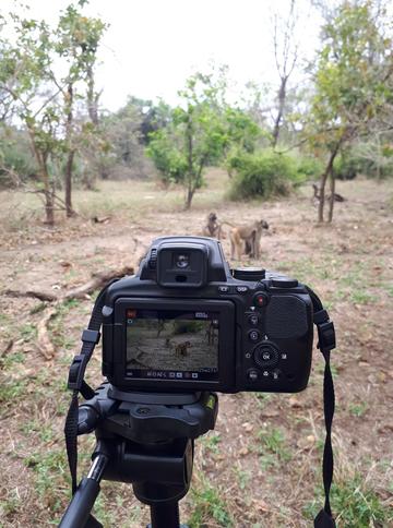Filming of baboons in Gorongosa National Park, Mozambique (photo by Jana Muschinski)