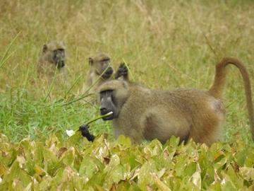 Three baboons forgaing on plants in Gorongosa National Park, Mozambique (photo by Philippa Hammond)