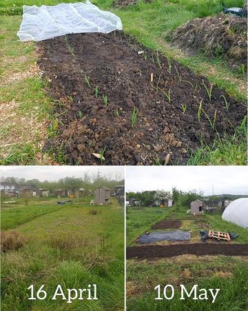 Jana's non-academic activities - three images of Jana's allotment, one showing new shoots sprouting from tended soil, another showing the empty plot before cultivation on "16 April", and another showing vegetable beds and the progress made by "10 May"