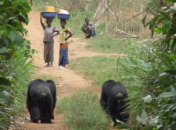 Following chimpanzees in Bossou, Guinea, in 2006