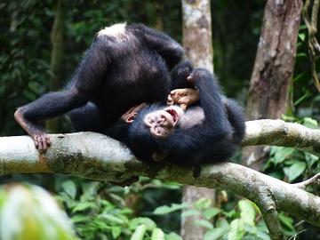 Chimpanzee play, photo by Alex Mielke