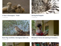 Some of the videos recently published by Gorongosa National Park on their Vimeo page