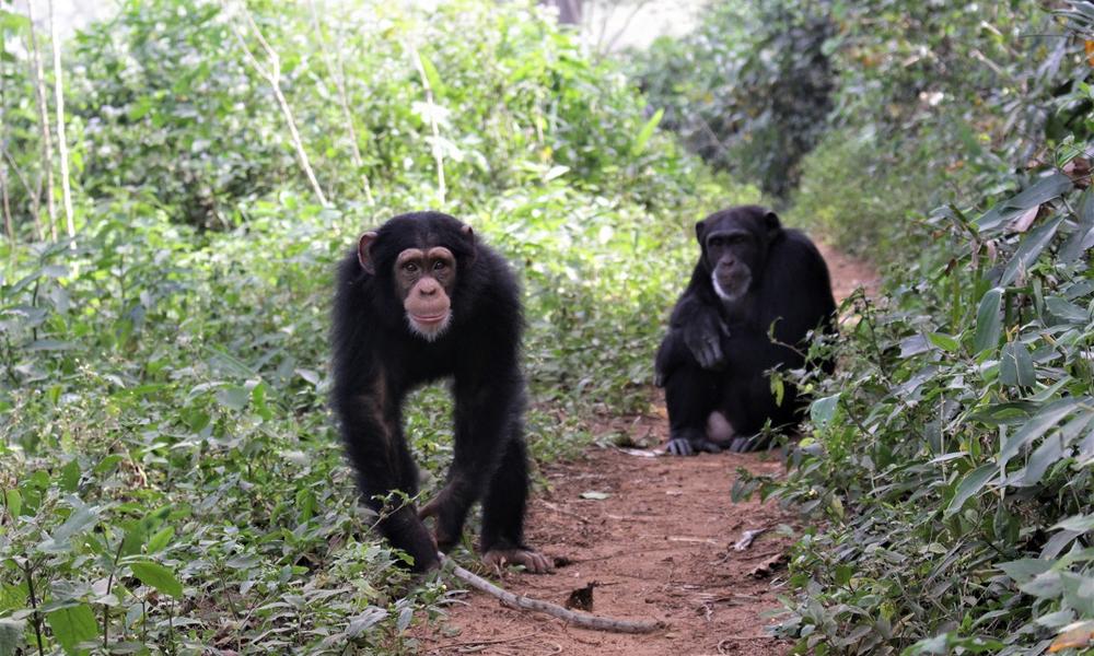 Bossou chimpanzees in 2018 - Oxford, ICEA, Anthropology. Bossou chimpanzees in 2018 - Oxford, ICEA, Anthropology.
