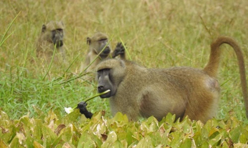 Adult male Baboon from the woodland troop eating water lilies Adult male Baboon from the woodland troop eating water lilies