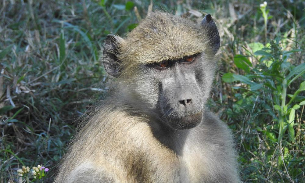 Paleo-Primate Project, Gorongosa - Baboon, season 2018. Photo by René Bobe Paleo-Primate Project, Gorongosa - Baboon, season 2018. Photo by René Bobe