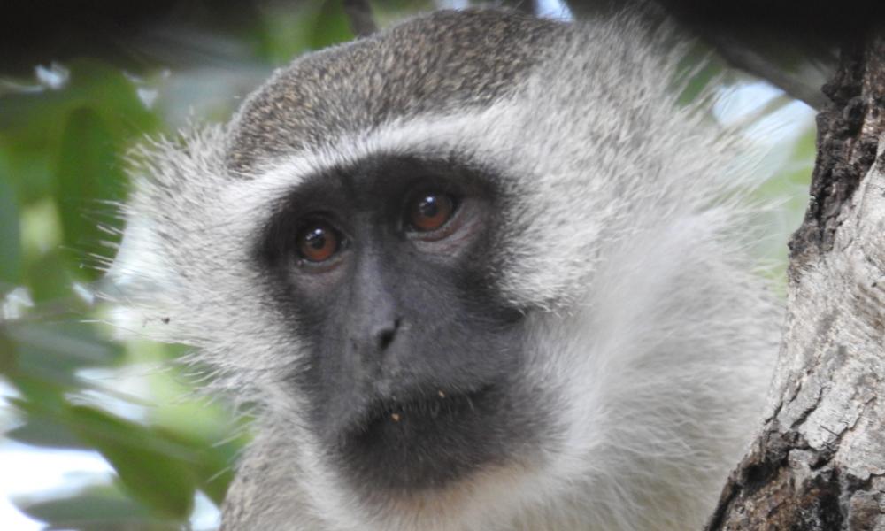 Vervet monkey ("Chlorocebus pygerythrus"). Gorongosa National Park, Mozambique. Vervet monkey (Chlorocebus pygerythrus). Gorongosa National Park, Mozambique.