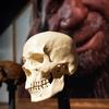A modern human cranium besides other hominin crania, in front of an image of a Neanderthal reconstruction displayed in the London's Natural History Museum - image from BBC Radio 4's 'Start the Week: Human ingenuity and shared inheritance' promo
