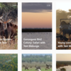 Gorongosa virtual safari experiences - freely available through the official Instagram page of Gorongosa National Park