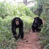 Two chimpanzees in the Bossou forest, photographed in 2018