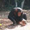 An adult chimpanzee in a clearing of the forest using a hammer stone and anvil to crack open a nut